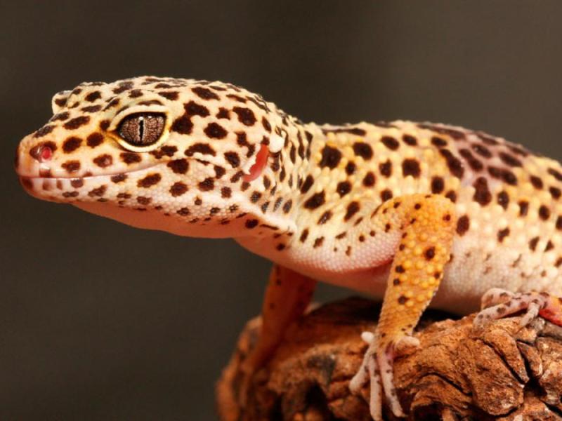 El Enigmático Gecko Leopardo: Cuidados Básicos para un Criador&nbsp;Apasionado