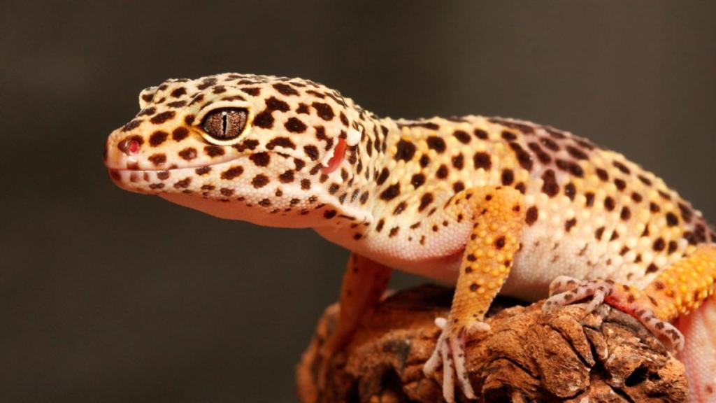 El Enigmático Gecko Leopardo: Cuidados Básicos para un Criador&nbsp;Apasionado