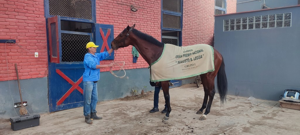 Un Día en el Corazón del Hipódromo: Conociendo a los Pura Sangre&nbsp;Ingleses