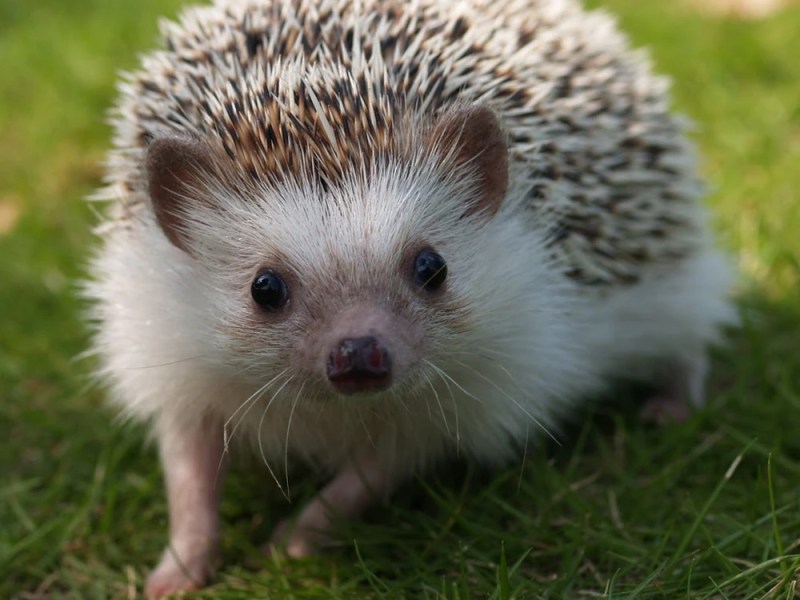 Medicina de Erizos: Más Allá de las Espinas (Un Enfoque&nbsp;Clínico)