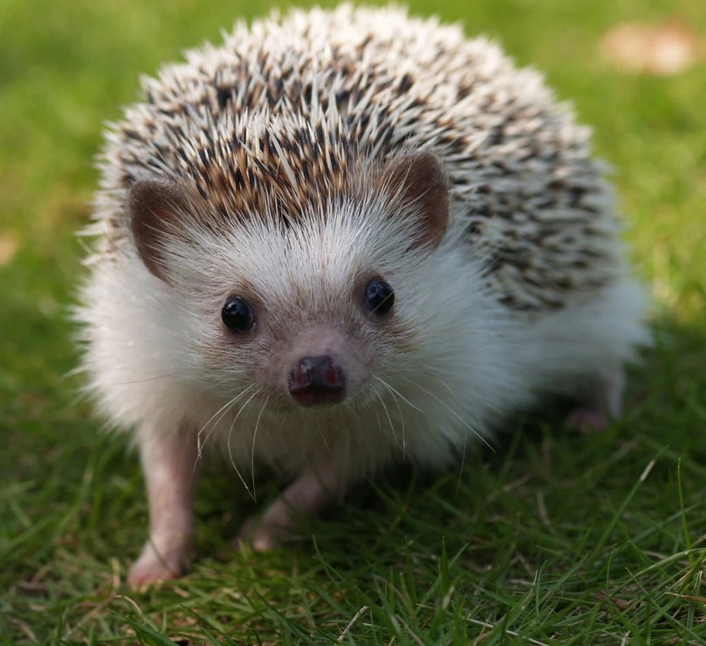 Medicina de Erizos: Más Allá de las Espinas (Un Enfoque&nbsp;Clínico)